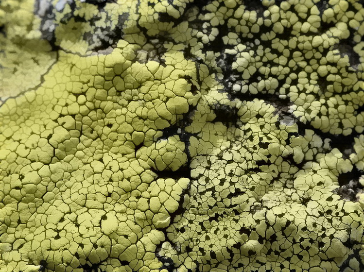 Lichene crostoso su granito corso